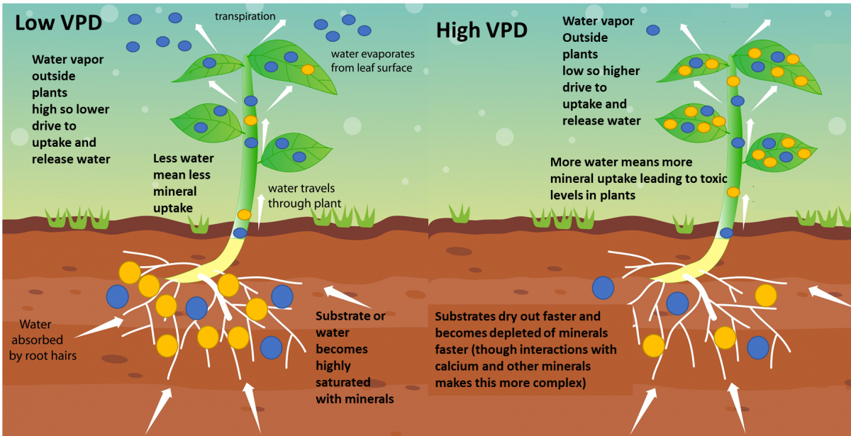 The importance of vapour pressure deficits (VPD) in agricultural plant